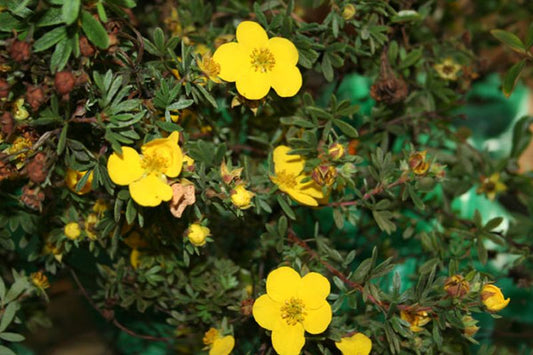 Fingerstrauch 'Klondike' - Potentilla 'Klondike'