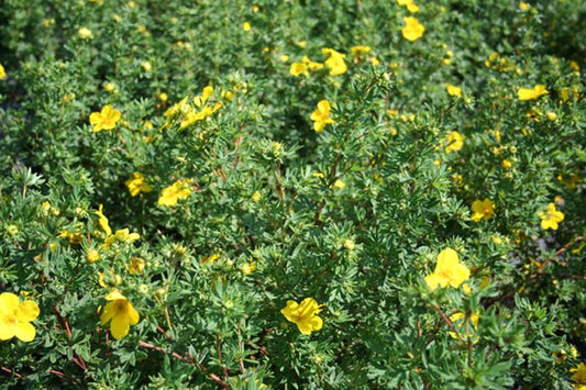 Fingerstrauch 'Leuchtfeuer' - Potentilla 'Leuchtfeuer'