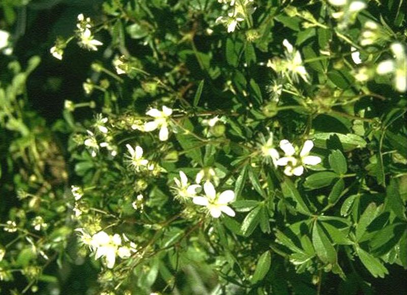 Fingerstrauch 'Nuuk' - Potentilla tridentata 'Nuuk'