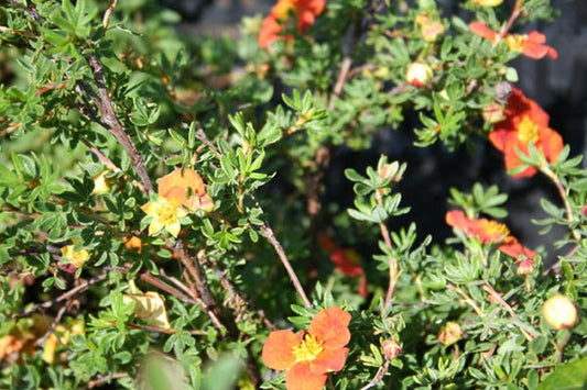 Fingerstrauch 'Red Ace' - Potentilla 'Red Ace'