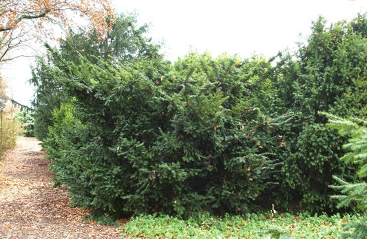 Flache Eibe 'Summergold' - Taxus baccata 'Summergold'