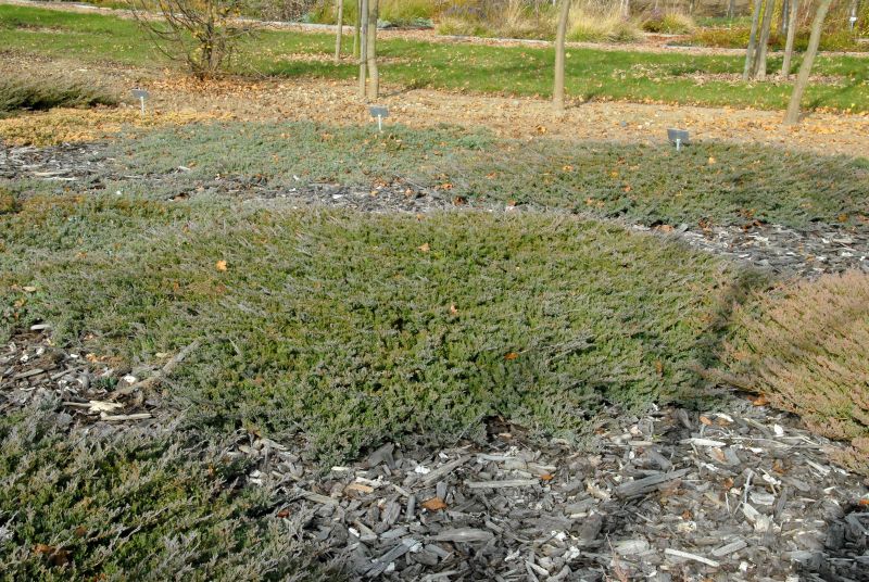 Flacher Wacholder 'Blue Chip' - Juniperus horizontalis 'Blue Chip'