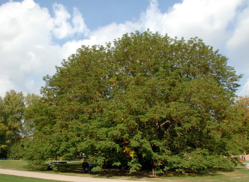 Flügelnuss - Pterocarya fraxinifolia