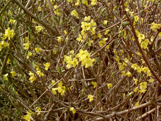 Forsythie 'Tetragold' - Forsythia ovata 'Tetragold'