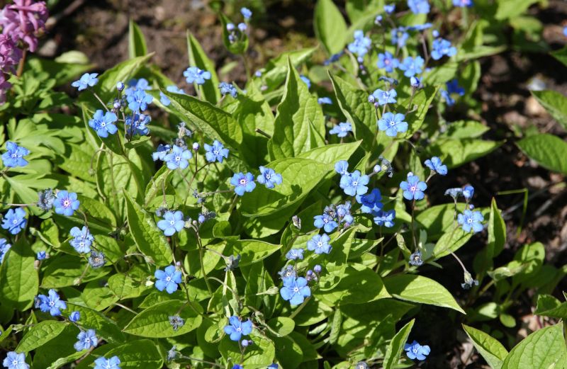 Frühlings-Gedenkemein - Omphalodes verna