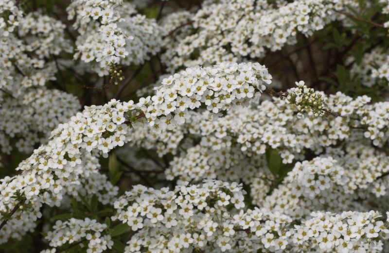 Frühlingsspiere - Spiraea thunbergii