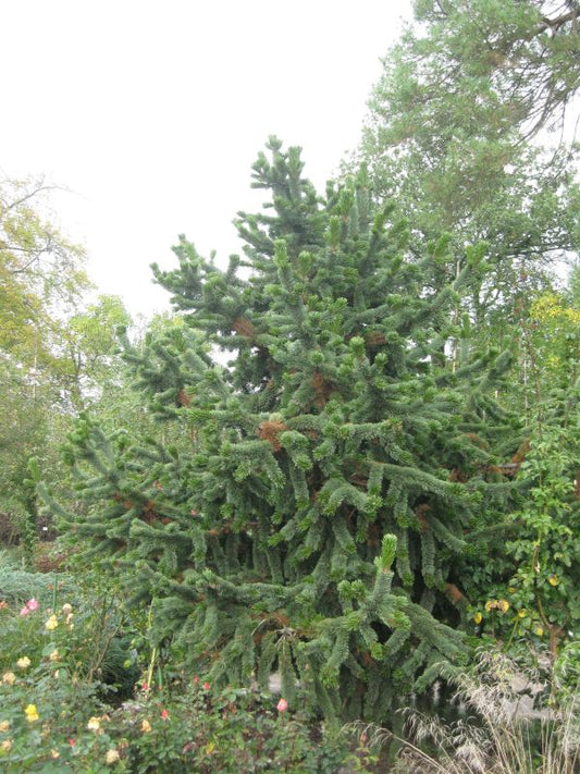 Fuchsschwanzkiefer - Pinus aristata