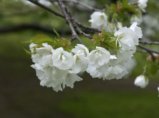 Fudschijama-Kirsche 'Shirotae' - Prunus serrulata 'Shirotae' CAC