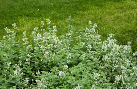 Garten-Bastard-Katzenminze 'Snowflake' - Nepeta racemosa 'Snowflake'