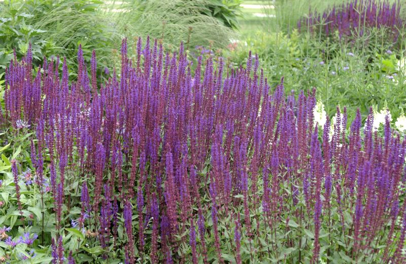 Garten-Blüten-Salbei 'Caradonna' - Salvia nemorosa 'Caradonna'