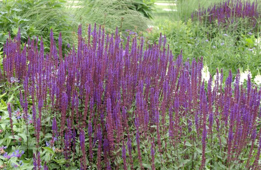 Garten-Blüten-Salbei 'Caradonna' - Salvia nemorosa 'Caradonna'