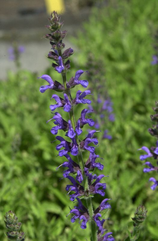 Garten-Blüten-Salbei 'Rügen' - Salvia nemorosa 'Rügen'