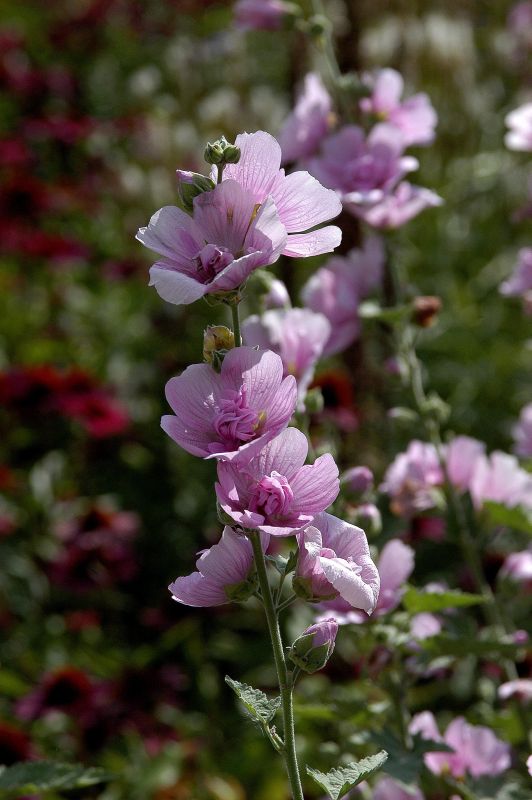 Garten-Busch-Malve Barnsley - Lavatera x olbia 'Barnsley'