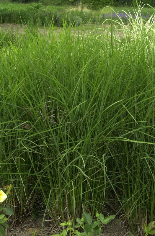 Garten-Chinaschilf 'Große Fontäne' - Miscanthus sinensis 'Große Fontäne'
