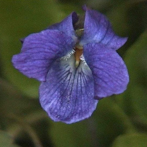 Garten-Duft-Veilchen - Viola odorata 'Königin Charlotte'