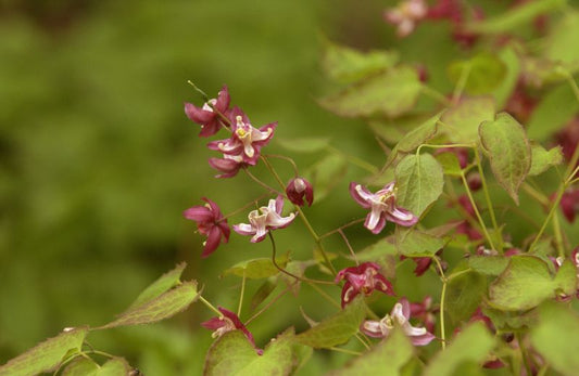 Garten-Elfenblume - Epimedium x rubrum