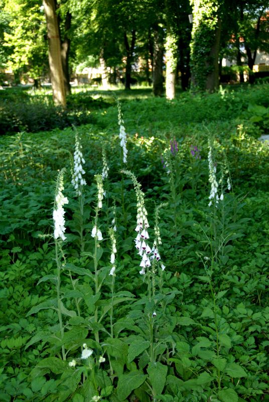 Garten-Fingerhut Alba - Digitalis purpurea 'Alba'