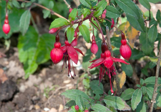 Garten-Fuchsie 'Riccartonii' - Fuchsia magellanica 'Riccartonii'