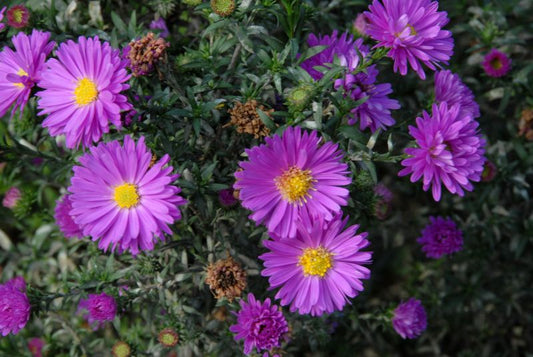 Garten-Glattblatt-Aster Royal Ruby - Aster novi-belgii 'Royal Ruby'