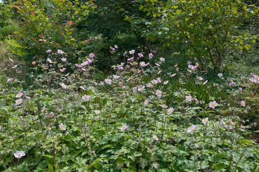 Garten-Herbst-Anemone September Charm - Anemone hupehensis 'September Charm'