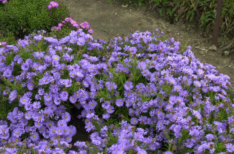 Garten-Kissen-Aster Mittelmeer - Aster dumosus 'Mittelmeer'