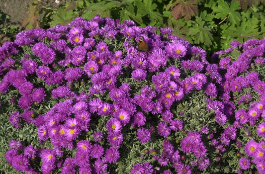 Garten-Kissen-Aster Kassel - Aster dumosus 'Kassel'