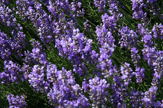 Garten-Lavendel Hidcote Blue - Lavandula angustifolia 'Hidcot.Blue'