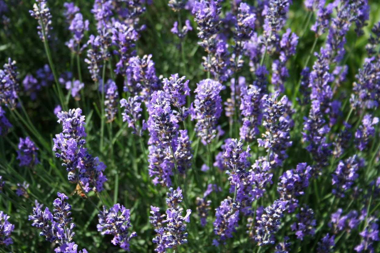 Garten-Lavendel Munstead - Lavandula angustifolia 'Munstead',gen.