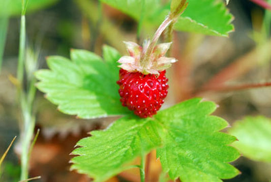 Garten-Monats-Erdbeere Alexandria - Fragaria vesca var.semperfl.'Alexandria'
