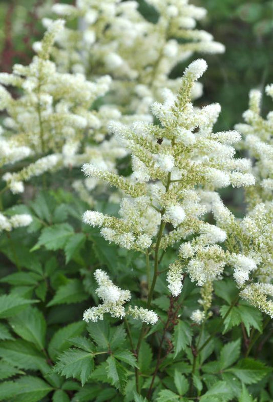 Garten-Prachtspiere Deutschland - Astilbe japonica 'Deutschland'