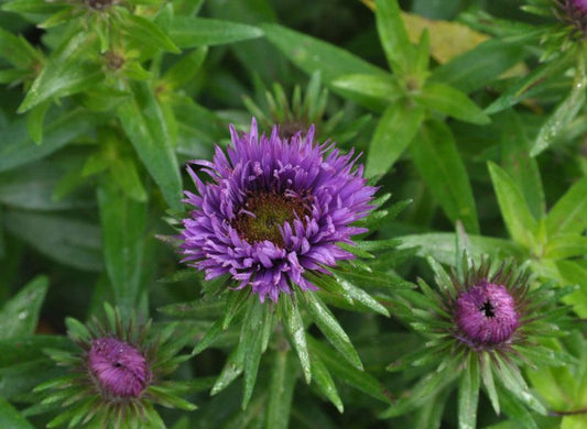 Garten-Raublatt-Aster Purple Dome - Aster novae-angliae 'Purple Dome'