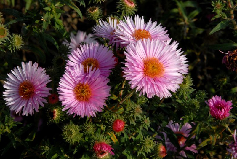 Garten-Raublatt-Aster Rosa Sieger - Aster novae-angliae 'Rosa Sieger'
