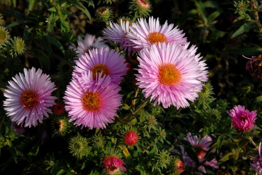 Garten-Raublatt-Aster Rosa Sieger - Aster novae-angliae 'Rosa Sieger'