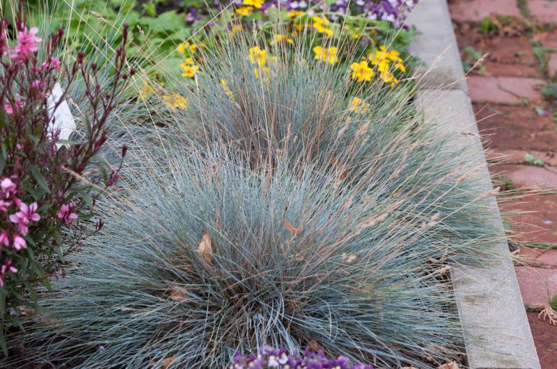 Garten-Schaf-Schwingel Eisvogel - Festuca ovina 'Eisvogel'