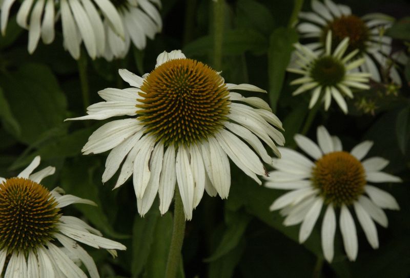 Garten-Scheinsonnenhut Alba - Echinacea purpurea 'Alba'