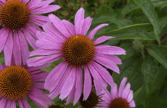 Garten-Scheinsonnenhut Magnus - Echinacea purpurea 'Magnus'