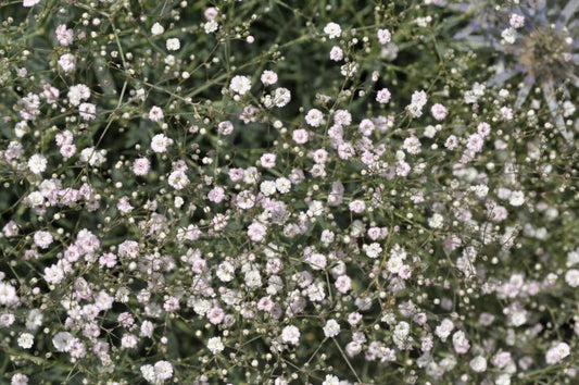 Garten-Schleierkraut Rosenschleier - Gypsophila repens 'Rosenschleier'