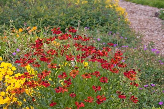 Garten-Sonnenbraut Moerheim Beauty - Helenium x cult.'Moerheim Beauty'