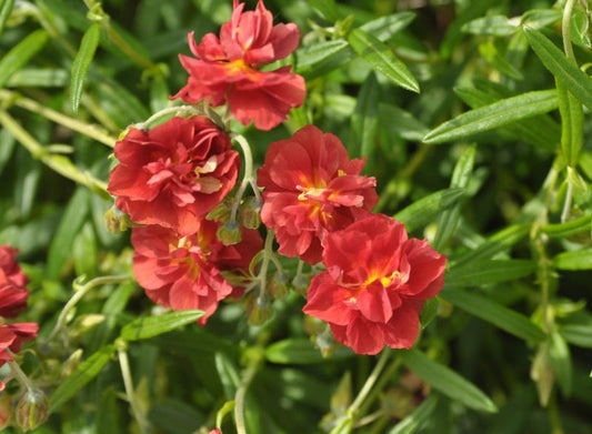 Garten-Sonnenröschen Rubin - Helianthemum x cult.'Rubin'