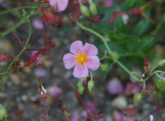 Garten-Sonnenröschen Lawrensons Pink - Helianthemum x cult.'Lawrensons Pink'