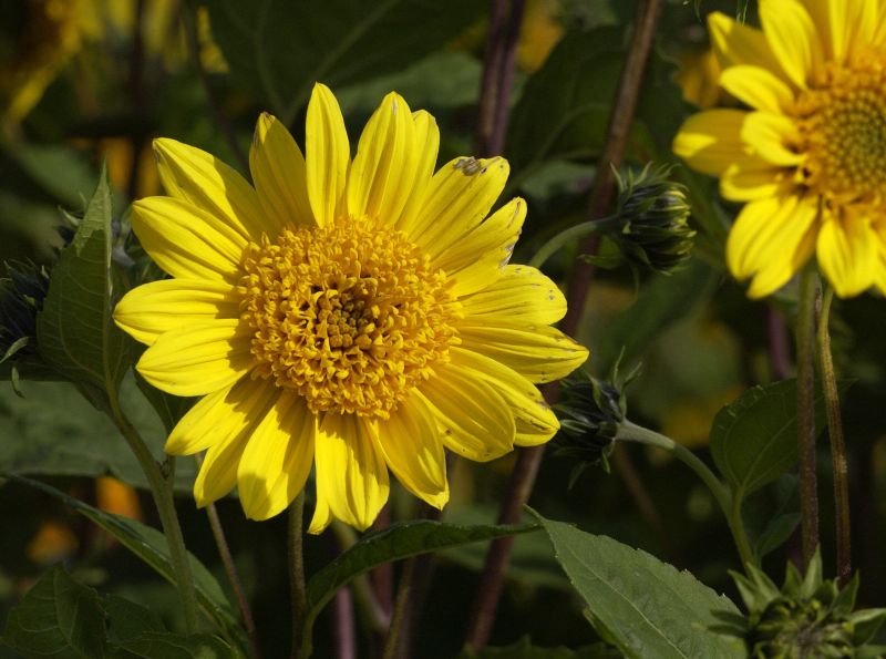 Garten-Stauden-Sonnenblume - Helianthus decapetalus 'Capenoch Star'