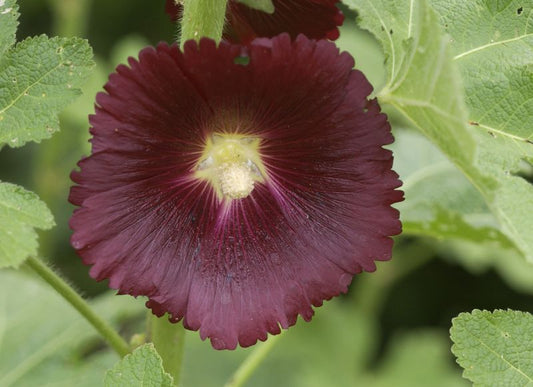 Garten-Stockrose Nigra - Alcea rosea 'Nigra'