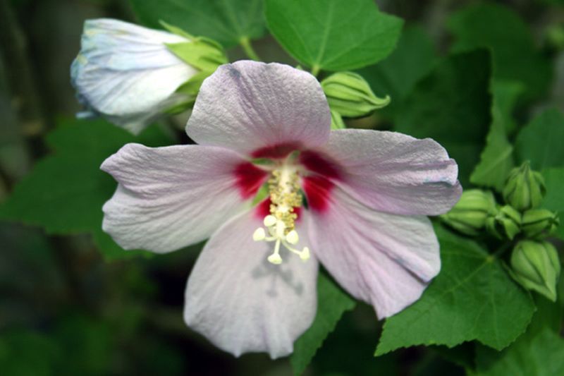 Garteneibisch 'Hamabo' - Hibiscus syriacus 'Hamabo'