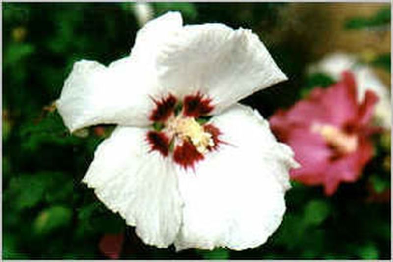Garteneibisch 'Red Heart' - Hibiscus syriacus 'Red Heart'