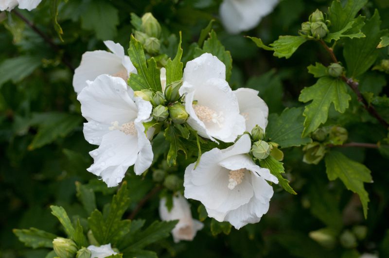 Garteneibisch 'Totus Albus' - Hibiscus syriacus 'Totus Albus'
