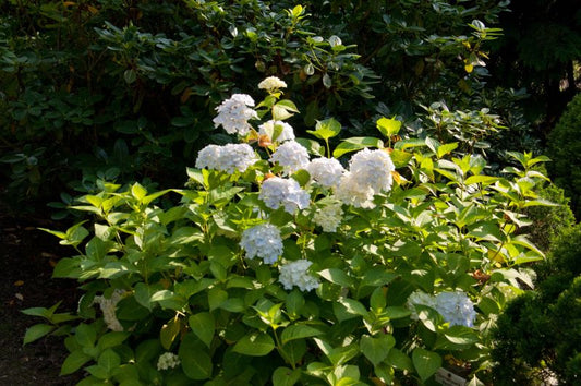 Gartenhortensie 'The Bride' ® - Hydrangea macrophylla 'The Bride' ®