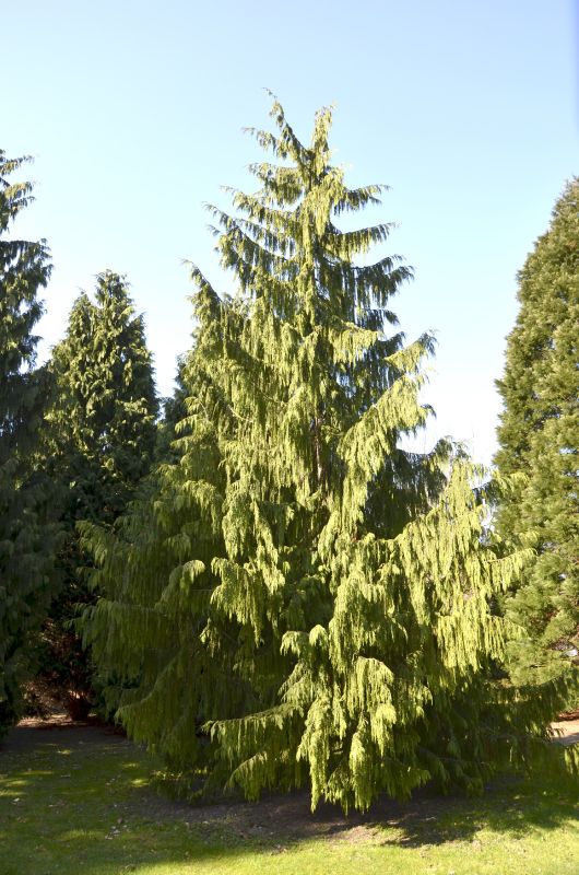 Gartenzypresse 'Glauca Spek' - Chamaecyparis lawsoniana 'Glauca Spek'
