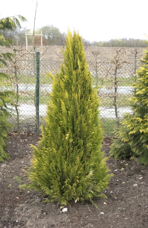 Gartenzypresse 'Romana' - Chamaecyparis lawsoniana 'Romana'