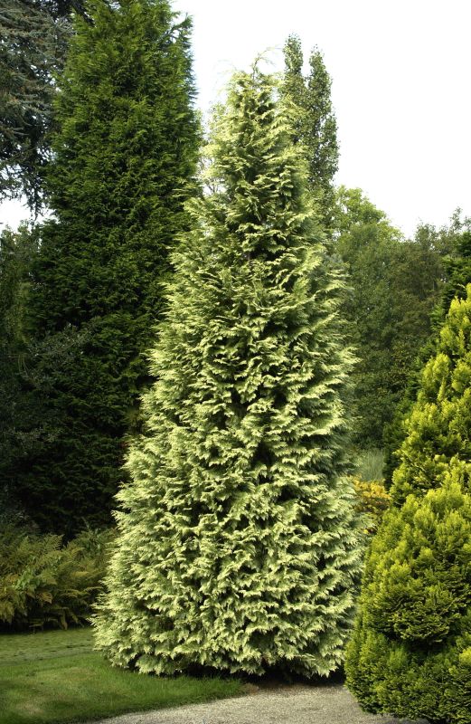 Gartenzypresse 'Silver Queen' - Chamaecyparis lawsoniana 'Silver Queen'