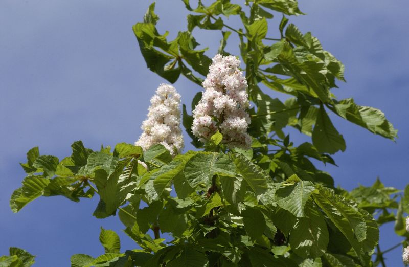 Gefülltblühende Rosskastanie - Aesculus hippocastanum 'Baumannii'